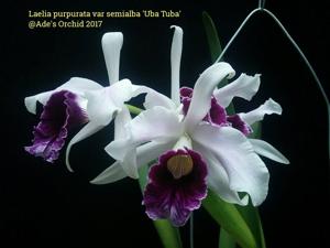 Cattleya purpurata