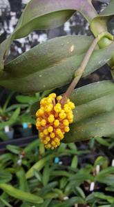 Robiquetia cerina