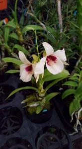 Dendrobium albosanguineum