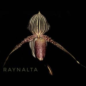 Paphiopedilum rothschildianum