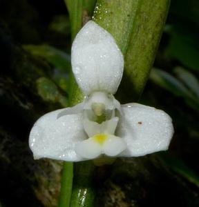 Dendrobium quinquelobum