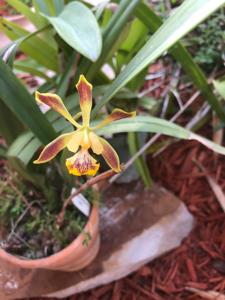 Encyclia steinbachii