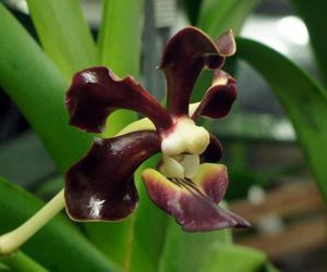 Vanda merrillii