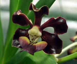 Vanda merrillii