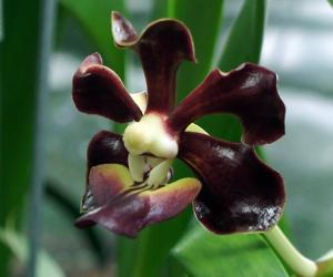 Vanda merrillii