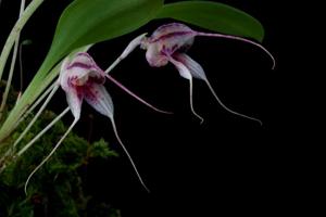 Masdevallia bucculenta