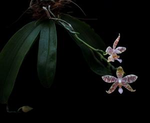 Phalaenopsis hieroglyphica