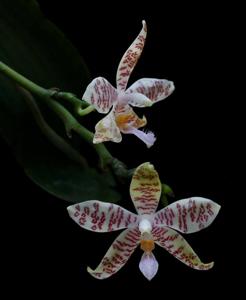 Phalaenopsis hieroglyphica