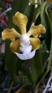 Vanda insignis