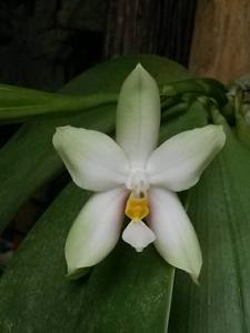 Phalaenopsis bellina