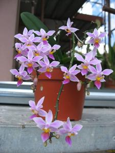 Phalaenopsis equestris