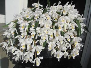 Coelogyne cristata