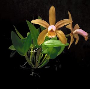 Cattleya forbesii