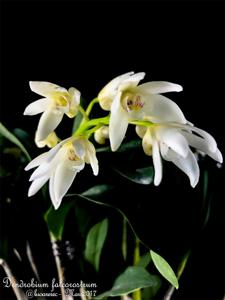 Dendrobium falcorostrum