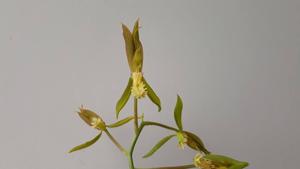 Catasetum cristatum
