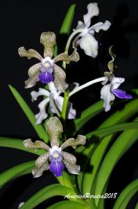 Vanda tessellata