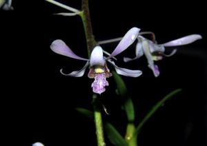 Dendrobium lineale