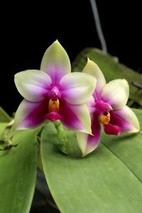 Phalaenopsis bellina