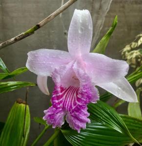 Sobralia rosea