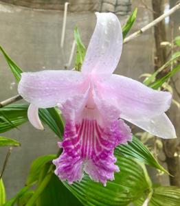 Sobralia rosea