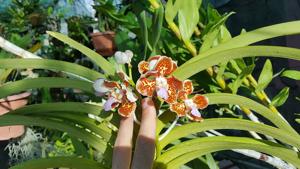 Vanda tricolor