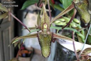 Catasetum parguazense