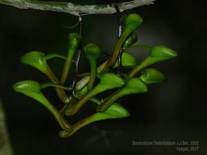 Dendrobium fimbrilabium