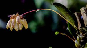 Bulbophyllum roxburghii