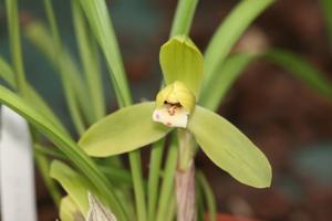 Cymbidium goeringii