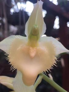 Catasetum spitzii