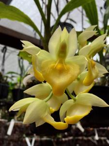 Catasetum spitzii