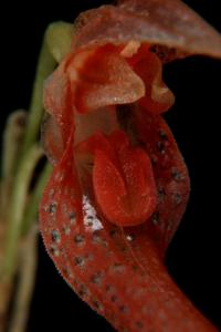 Specklinia barbae