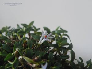 Dendrobium parvulum