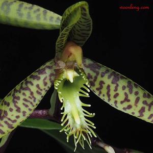 Catasetum lanciferum