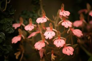 Habenaria rhodocheila