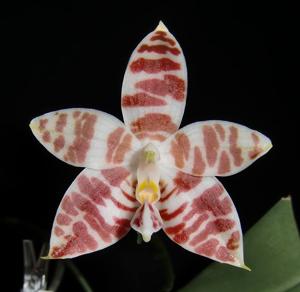 Phalaenopsis amboinensis