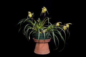 Phragmipedium pearcei