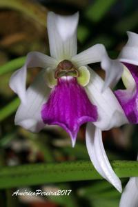 Leptotes bicolor