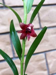 Dendrobium erectifolium