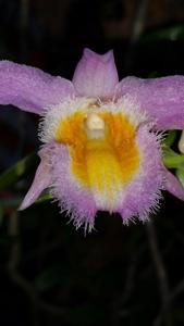 Dendrobium loddigesii