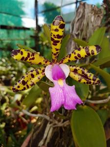 Cattleya aclandiae