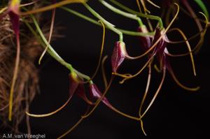 Masdevallia herradurae