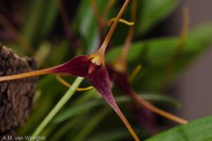 Masdevallia herradurae