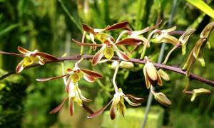 Dendrobium carronii