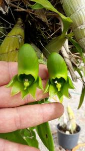 Catasetum osculatum