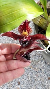 Catasetum schmidtianum