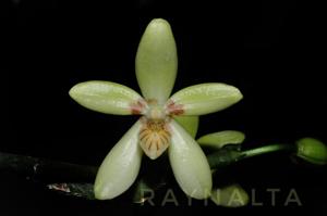 Phalaenopsis cochlearis