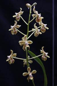 Vanda lamellata