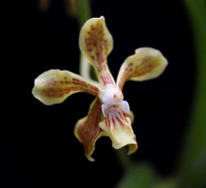 Vanda lamellata