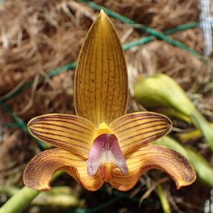 Bulbophyllum claptonense